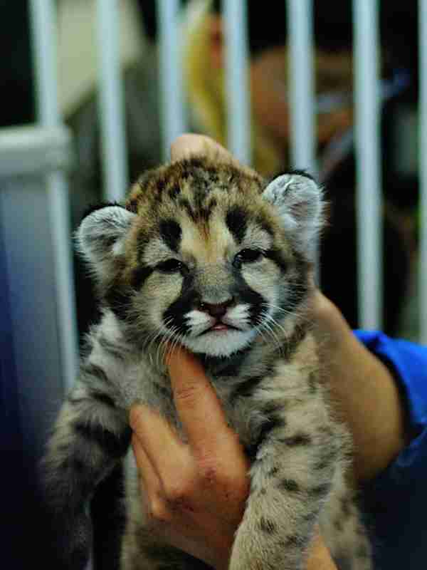 動物界で赤ちゃんが1番かわいいのってなんですかね？？