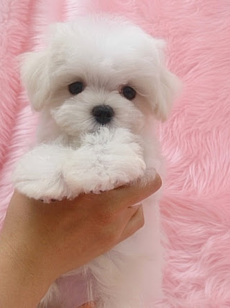 動物界で赤ちゃんが1番かわいいのってなんですかね？？