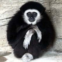 動物界で赤ちゃんが1番かわいいのってなんですかね？？