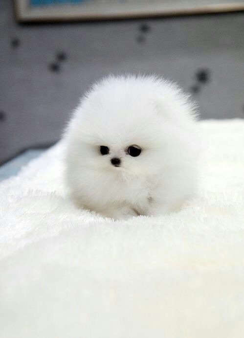 動物界で赤ちゃんが1番かわいいのってなんですかね？？