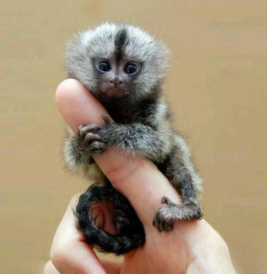 動物界で赤ちゃんが1番かわいいのってなんですかね？？