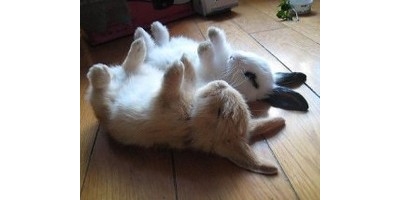 動物界で赤ちゃんが1番かわいいのってなんですかね？？