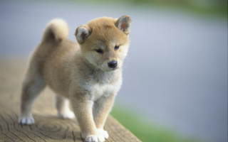 動物界で赤ちゃんが1番かわいいのってなんですかね？？