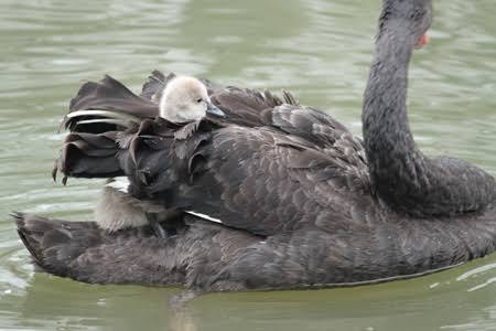 動物界で赤ちゃんが1番かわいいのってなんですかね？？
