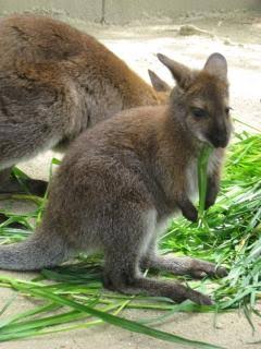 動物界で赤ちゃんが1番かわいいのってなんですかね？？