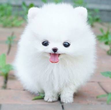動物界で赤ちゃんが1番かわいいのってなんですかね？？