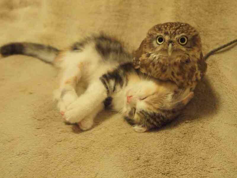 動物界で赤ちゃんが1番かわいいのってなんですかね？？