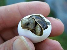 動物界で赤ちゃんが1番かわいいのってなんですかね？？