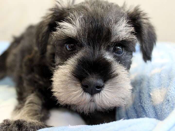 動物界で赤ちゃんが1番かわいいのってなんですかね？？