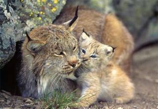 動物界で赤ちゃんが1番かわいいのってなんですかね？？