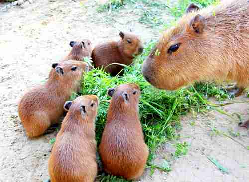 動物界で赤ちゃんが1番かわいいのってなんですかね？？