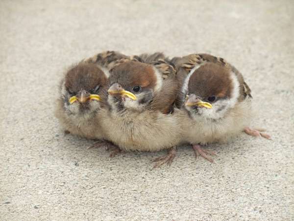 動物界で赤ちゃんが1番かわいいのってなんですかね？？