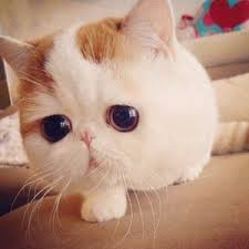 動物界で赤ちゃんが1番かわいいのってなんですかね？？