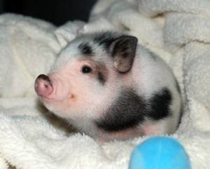 動物界で赤ちゃんが1番かわいいのってなんですかね？？