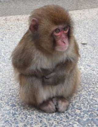 動物界で赤ちゃんが1番かわいいのってなんですかね？？