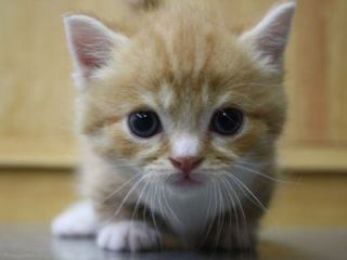 動物界で赤ちゃんが1番かわいいのってなんですかね？？