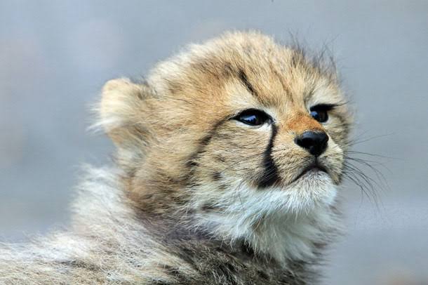 動物界で赤ちゃんが1番かわいいのってなんですかね？？