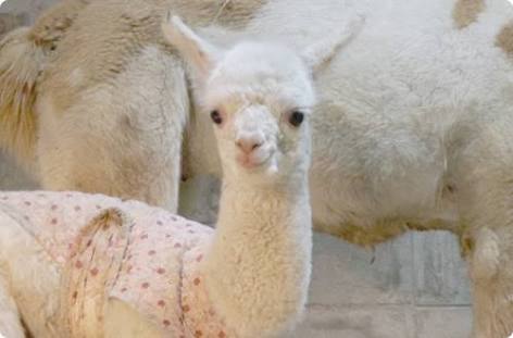 動物界で赤ちゃんが1番かわいいのってなんですかね？？