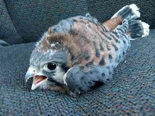 動物界で赤ちゃんが1番かわいいのってなんですかね？？