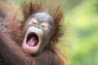 動物界で赤ちゃんが1番かわいいのってなんですかね？？