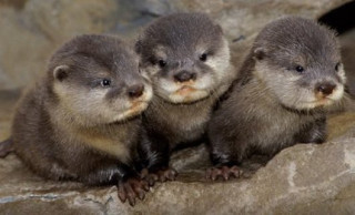 動物界で赤ちゃんが1番かわいいのってなんですかね？？