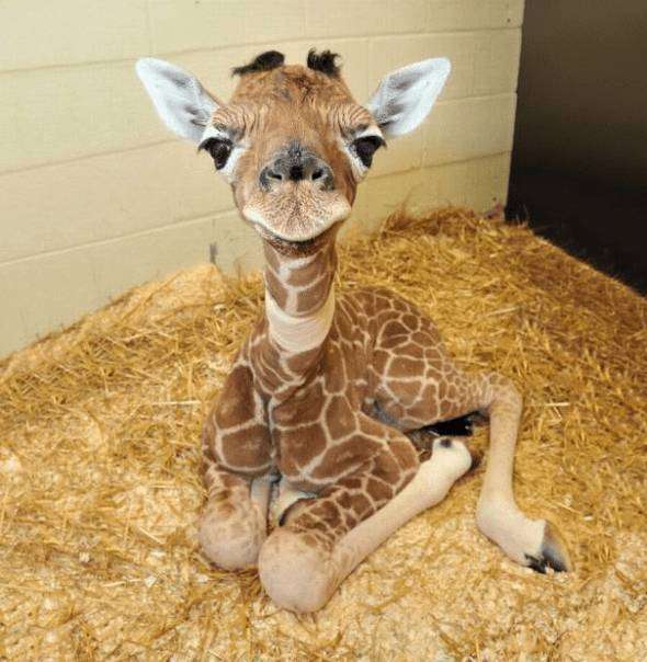 動物界で赤ちゃんが1番かわいいのってなんですかね？？