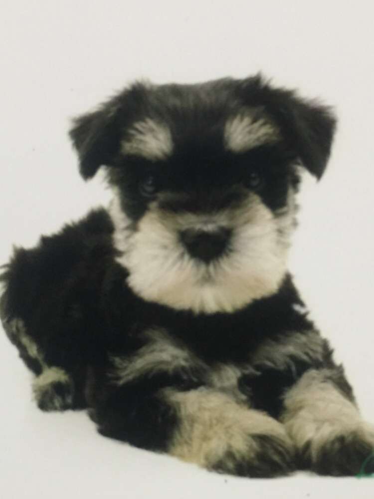 動物界で赤ちゃんが1番かわいいのってなんですかね？？