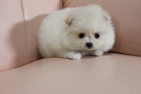 動物界で赤ちゃんが1番かわいいのってなんですかね？？