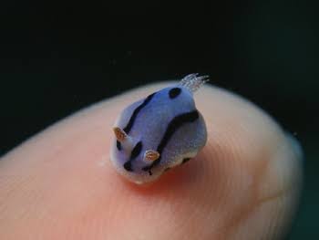 動物界で赤ちゃんが1番かわいいのってなんですかね？？