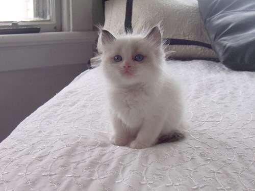 動物界で赤ちゃんが1番かわいいのってなんですかね？？