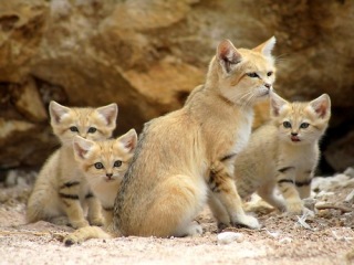 動物界で赤ちゃんが1番かわいいのってなんですかね？？