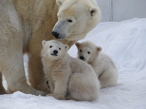 動物界で赤ちゃんが1番かわいいのってなんですかね？？