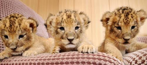 動物界で赤ちゃんが1番かわいいのってなんですかね？？