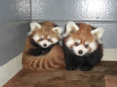動物界で赤ちゃんが1番かわいいのってなんですかね？？