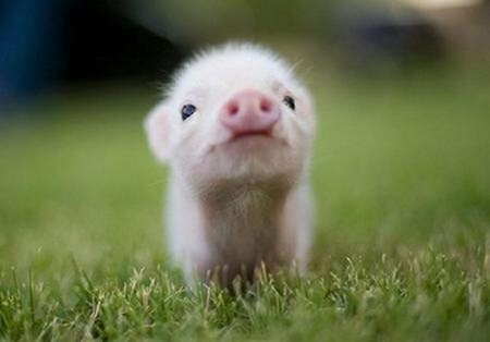 動物界で赤ちゃんが1番かわいいのってなんですかね？？