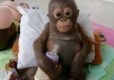 動物界で赤ちゃんが1番かわいいのってなんですかね？？