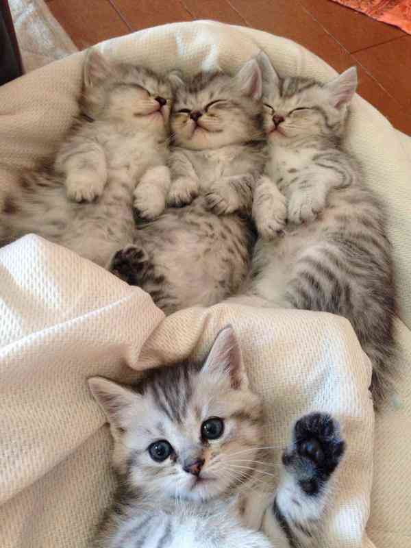 動物界で赤ちゃんが1番かわいいのってなんですかね？？