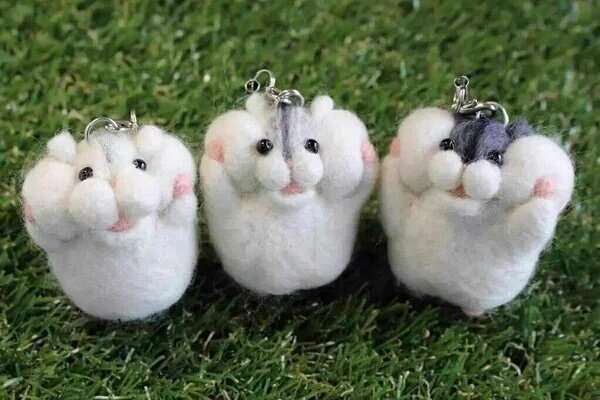 貼り場のない画像が集まるトピ