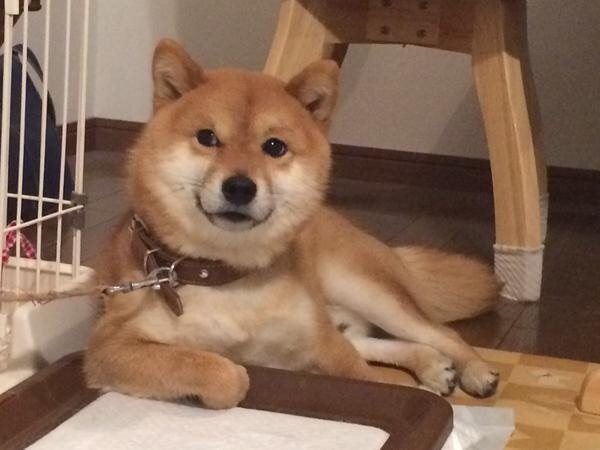 貼り場のない画像が集まるトピ