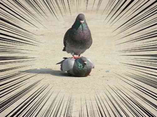 貼り場のない画像が集まるトピ