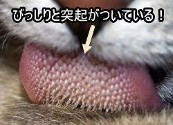 猫舌の人ー！
