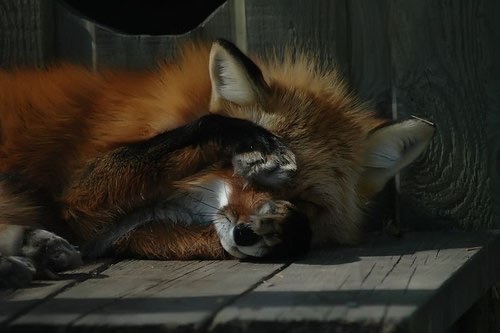 眩しい画像をはるトピ