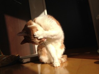 眩しい画像をはるトピ