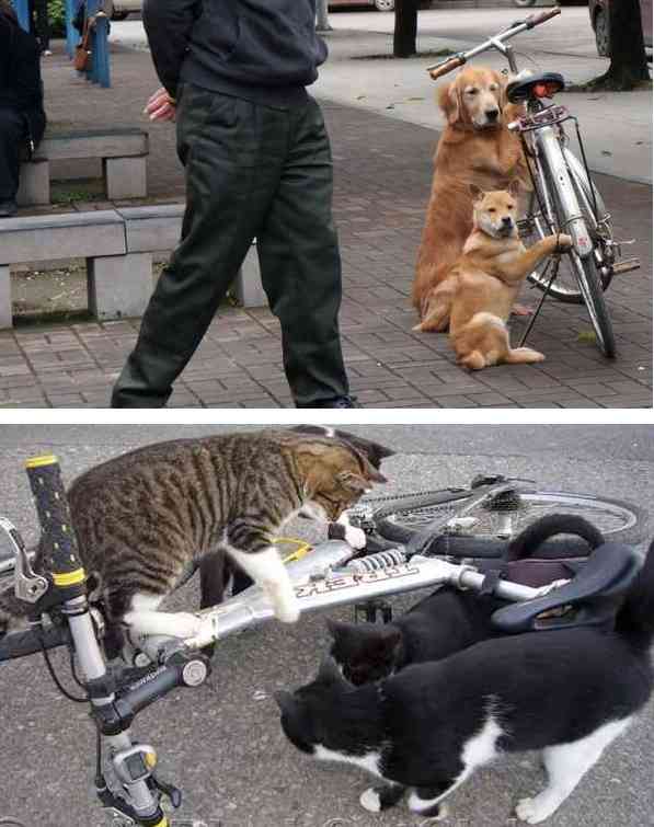 猫派ですか？犬派ですか？