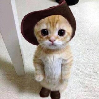 猫派ですか？犬派ですか？