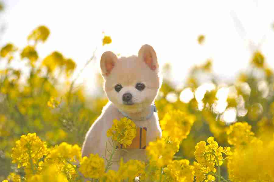 猫派ですか？犬派ですか？