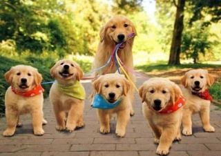 猫派ですか？犬派ですか？