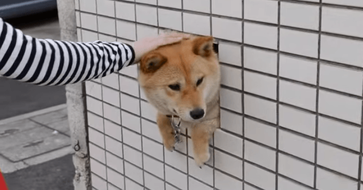 猫派ですか？犬派ですか？