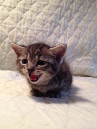 猫派ですか？犬派ですか？