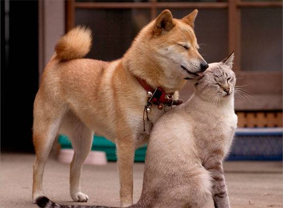 猫派ですか？犬派ですか？